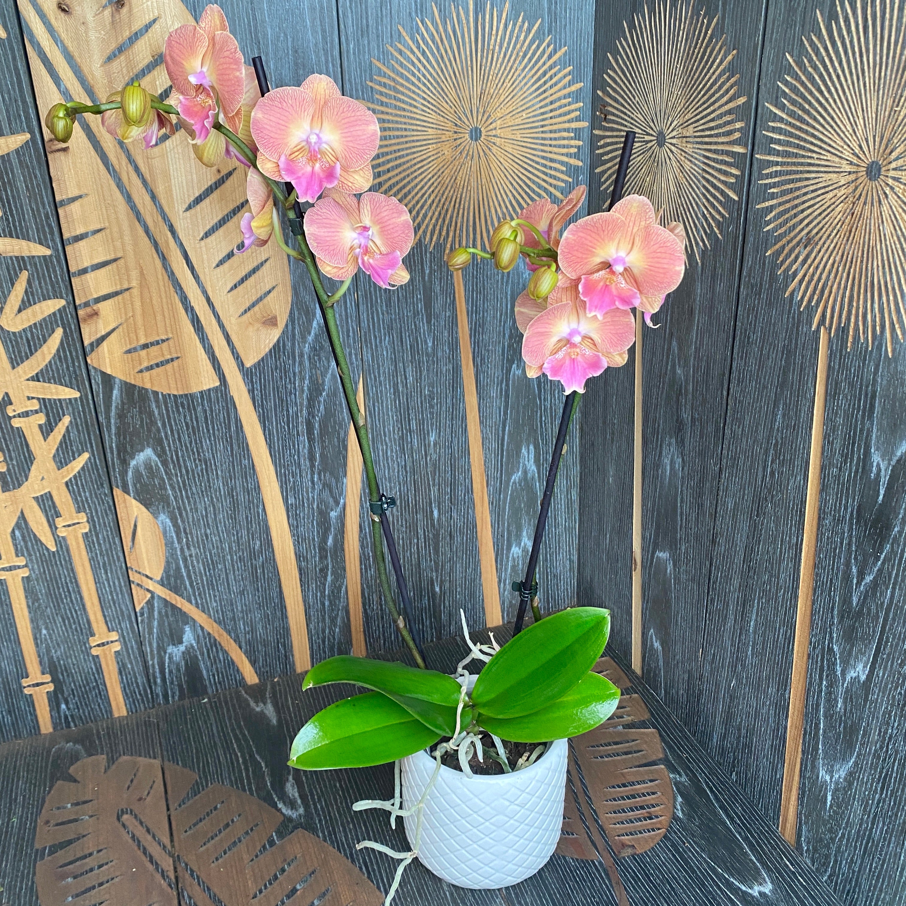 Phalaenopsis « Grape Fruit » grande lèvre