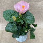 Hibiskus 'Ametist' (2 rastlini/črepniki)