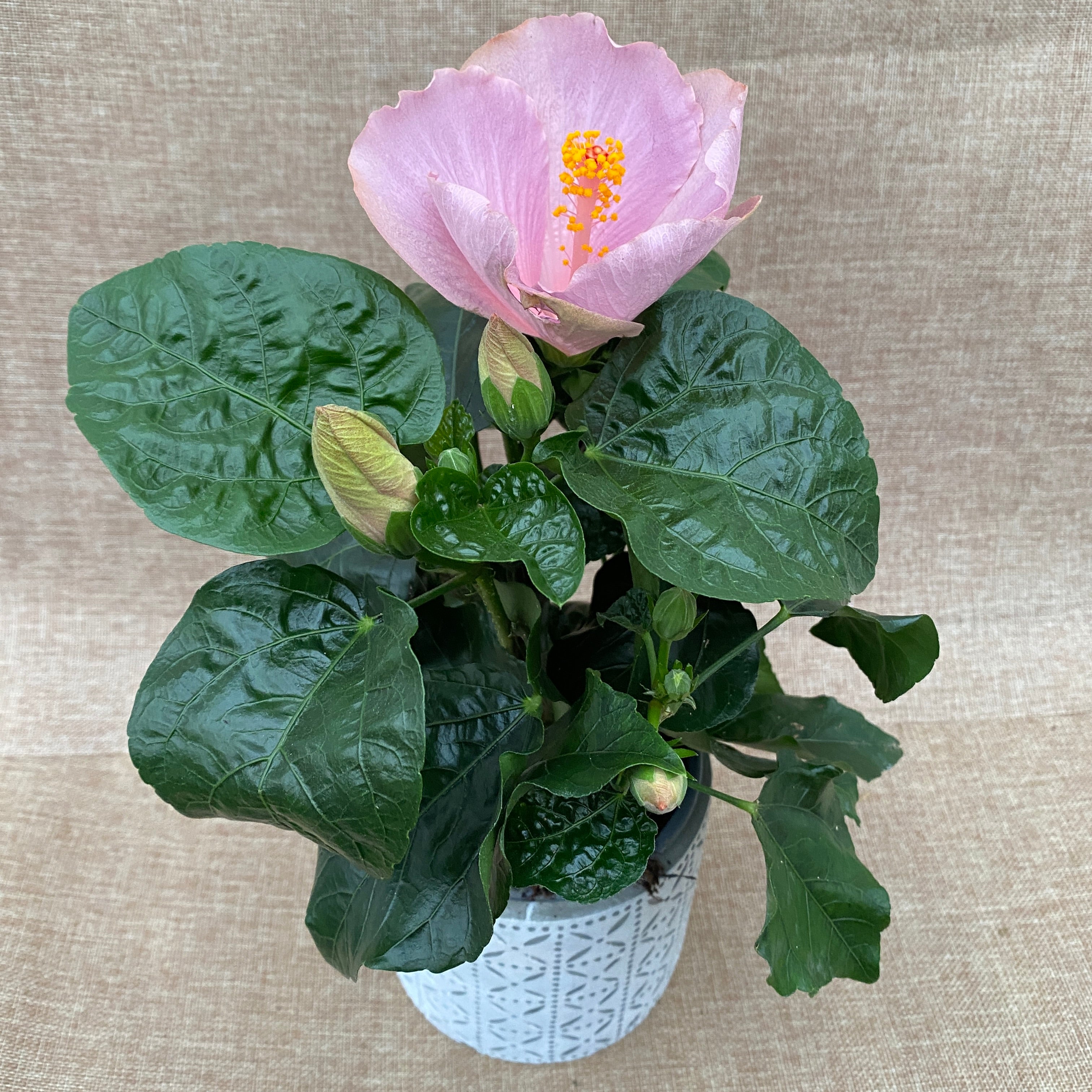 Hibiszkusz 'Ametiszt' (2 növény/cserép)