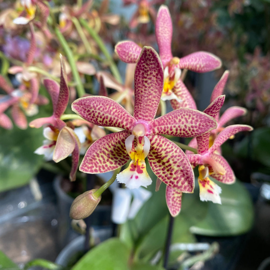 Phalaenopsis Bronze Maiden (schilleriana × mannii 'Black')