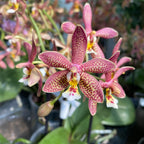 Phalaenopsis Bronze Maiden (schilleriana × mannii 'Black')