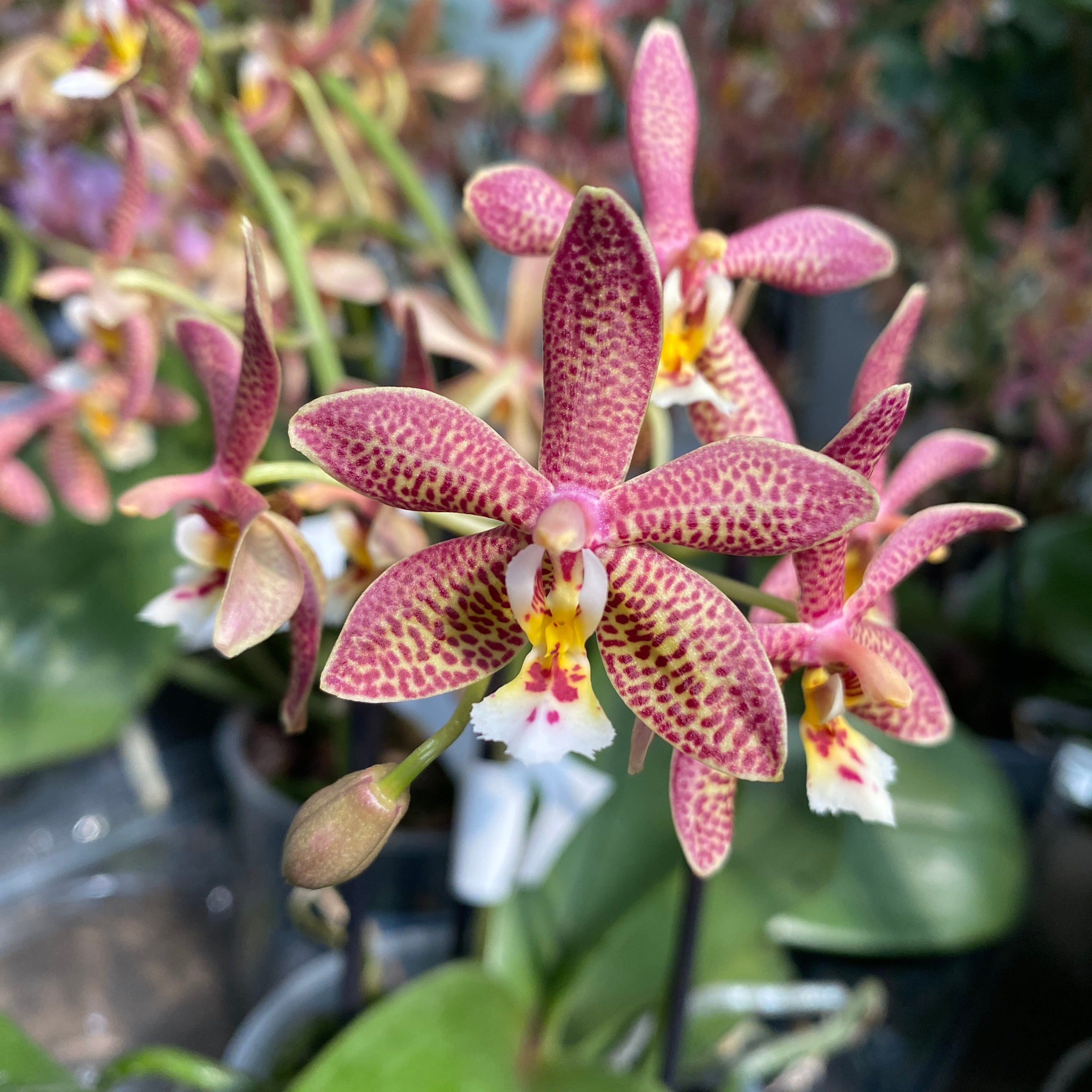 Phalaenopsis Bronze Maiden (schilleriana × mannii 'Black')