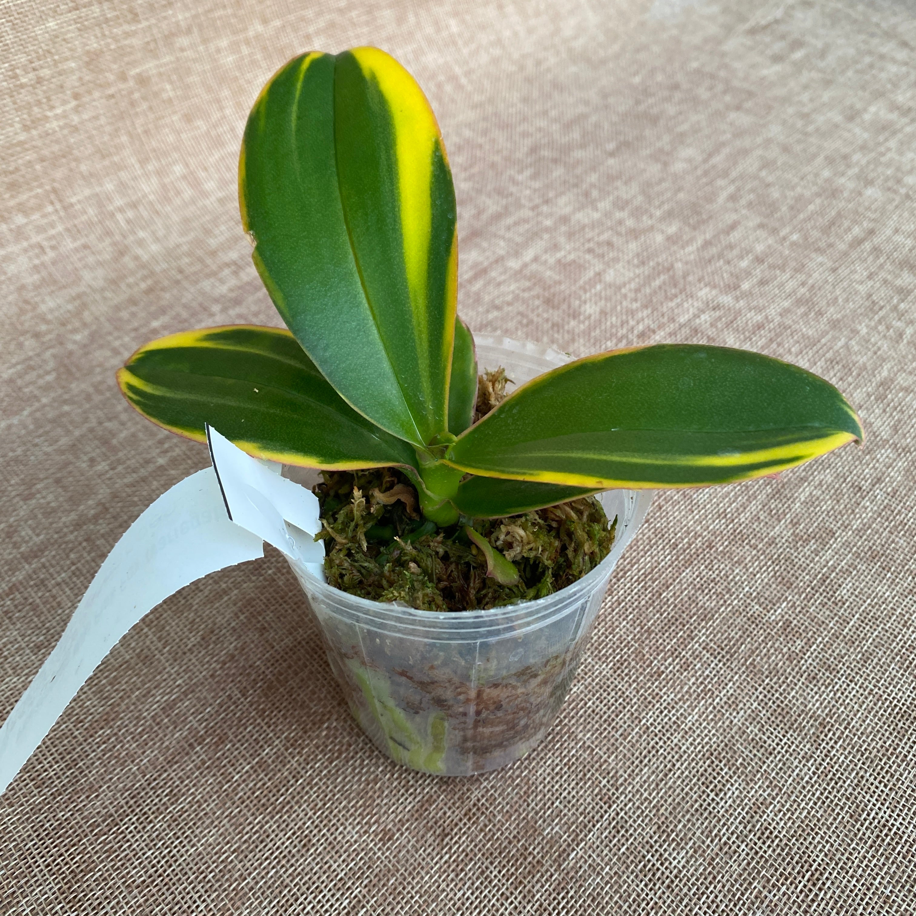 Phalaenopsis Miki Pink Fox (varié)