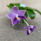 Phalaenopsis Yaphon All Friends '723'