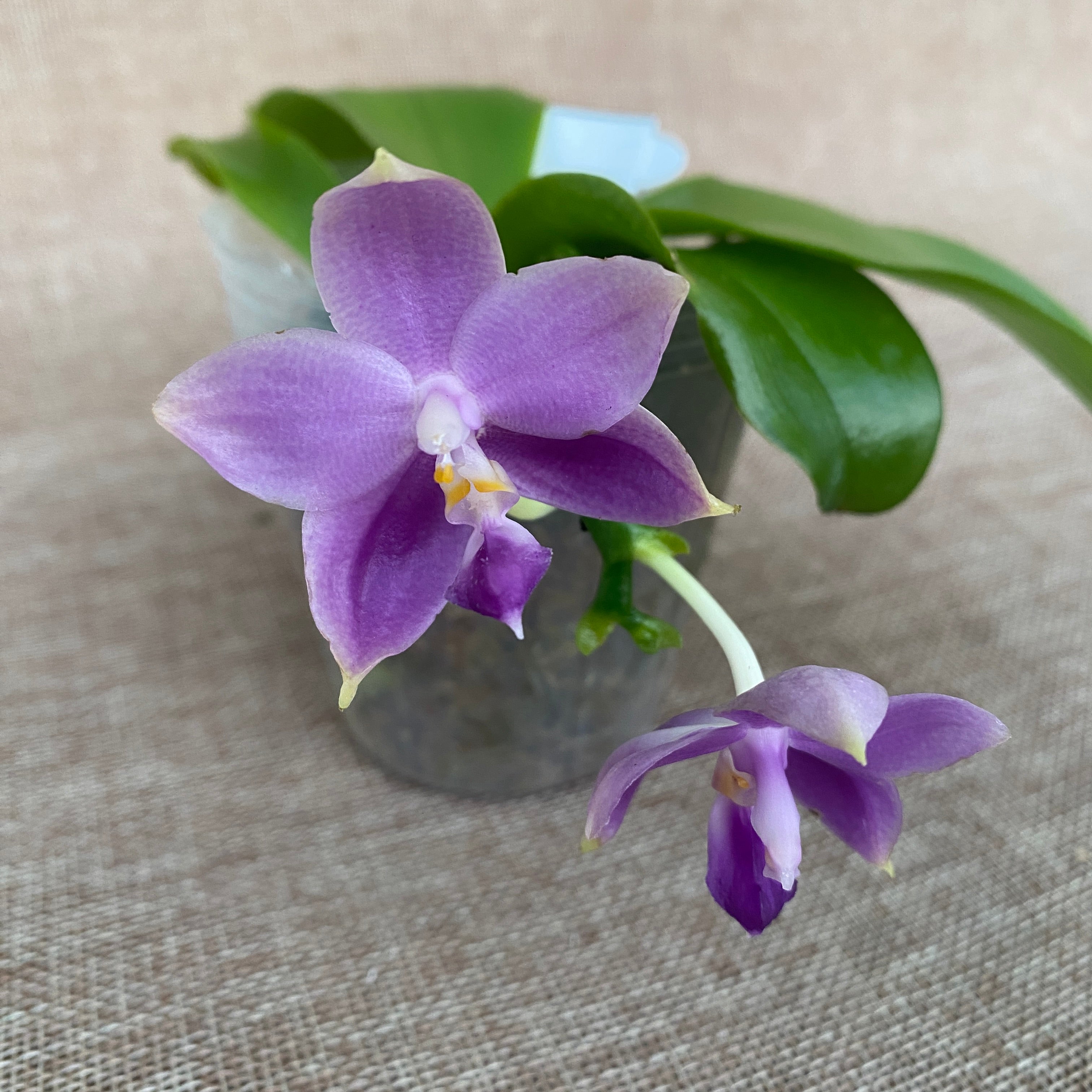 Phalaenopsis Yaphon All Friends '723'