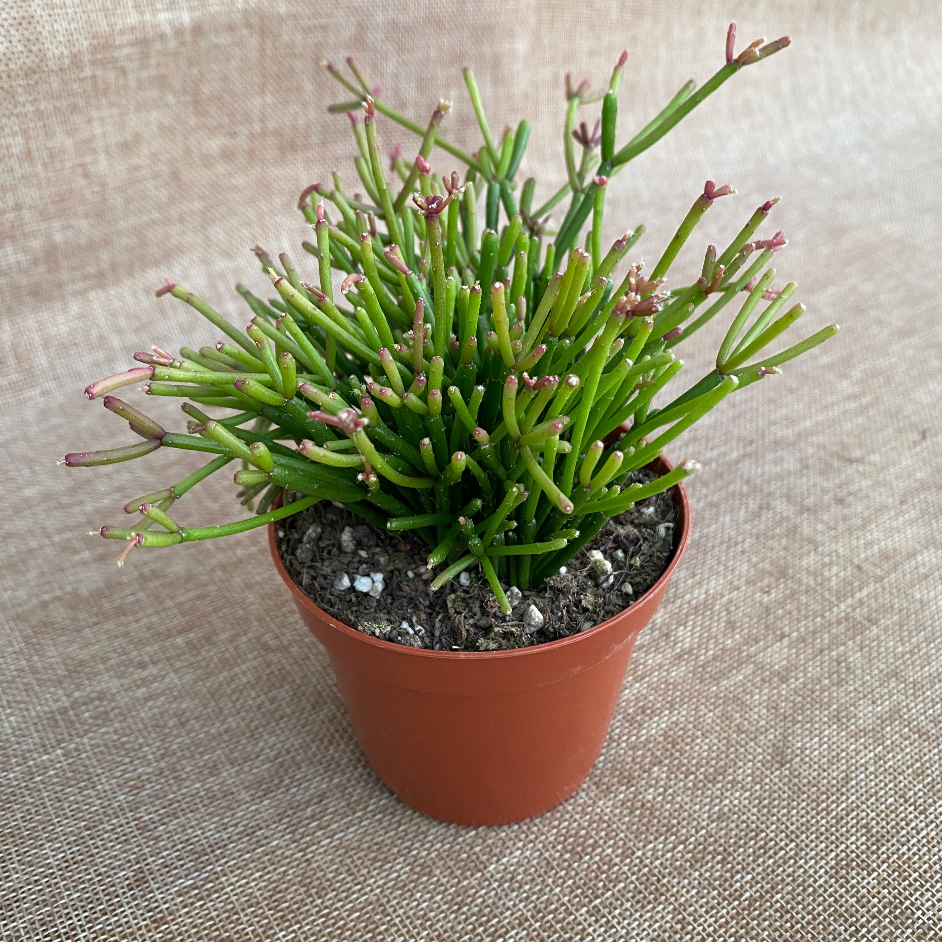 Rhipsalis clavata 'Easy Sweety' mini