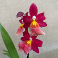 Burrageara Francine 'Roseglow'