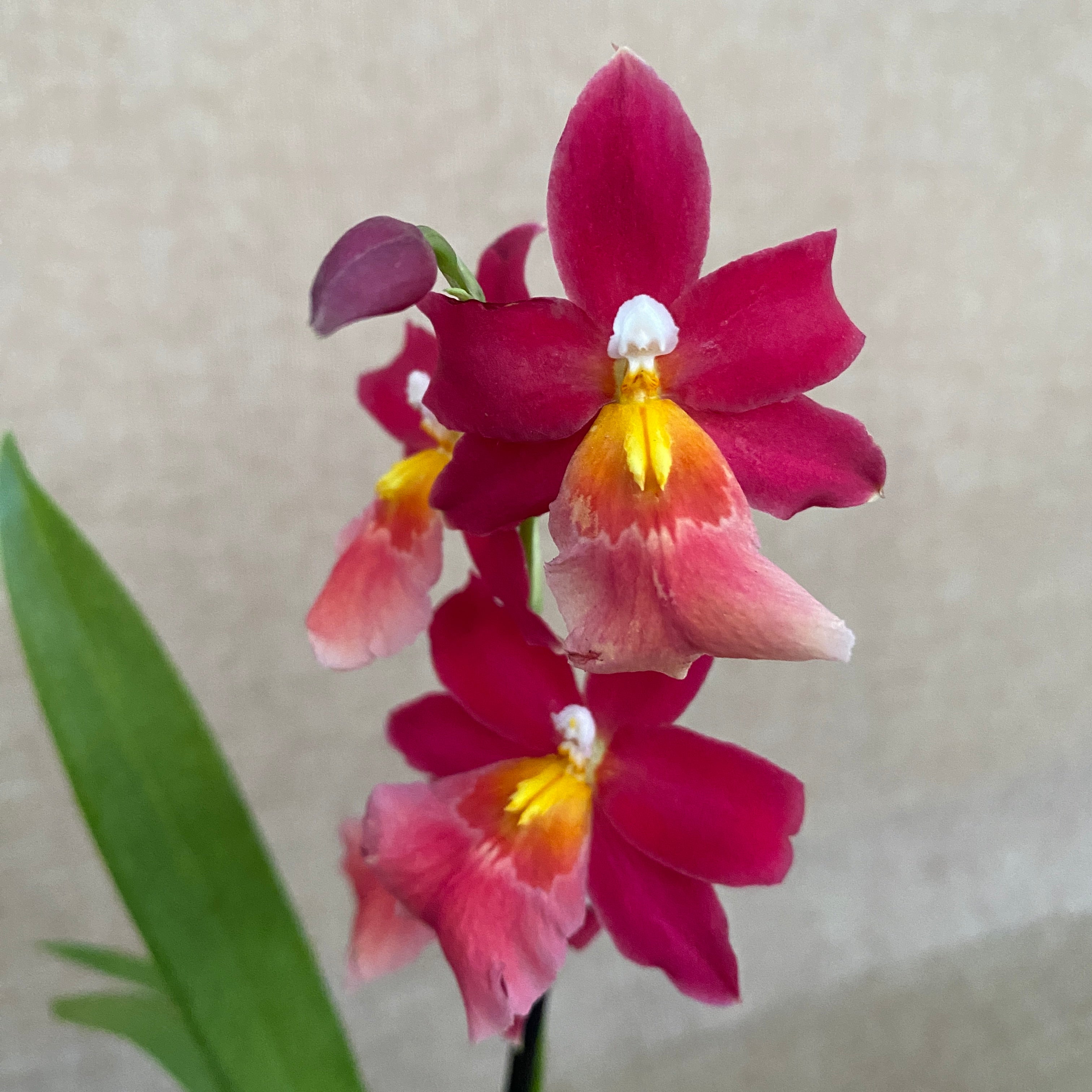 Burrageara Francine 'Roseglow'