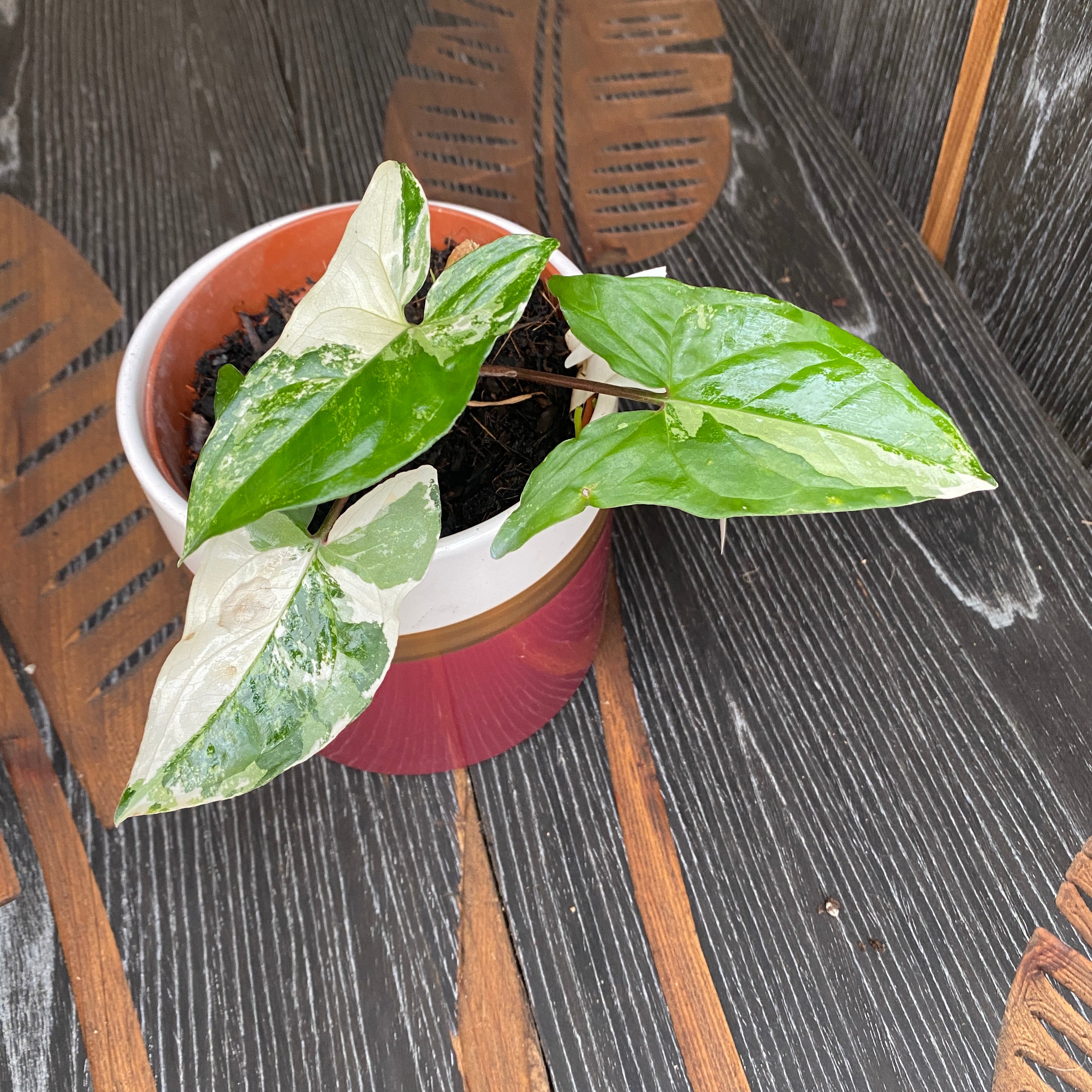 Syngonium podophyllum 'Variegata'