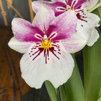 Miltoniopsis speciala MILT09