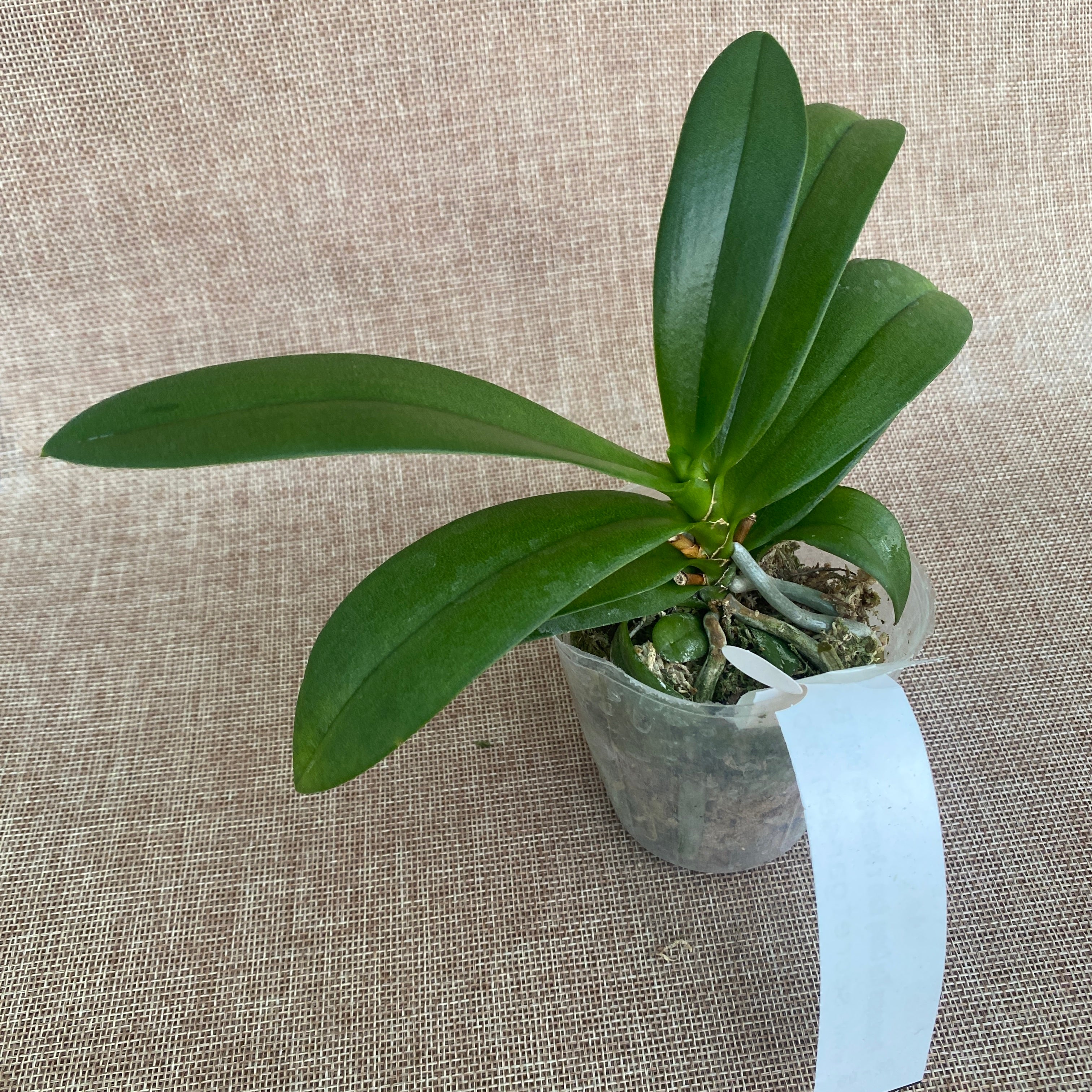 Phalaenopsis (Tzu Chiang Balm × Brother Sara Gold) 'ES-1'