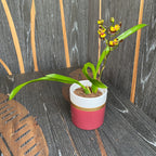 Oncidium eurycline (Gomesa croesus)