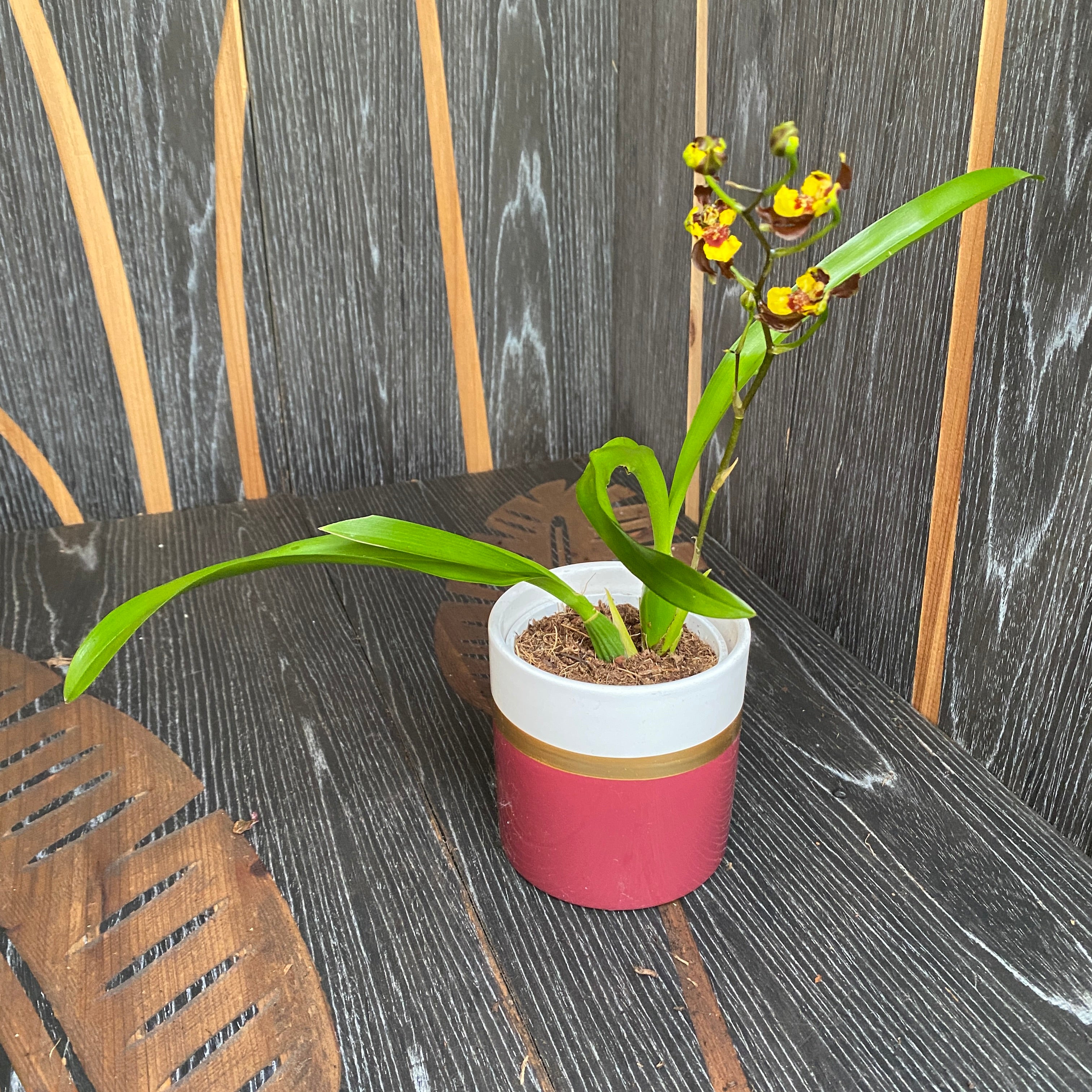 Oncidium eurycline (Gomesa croesus)