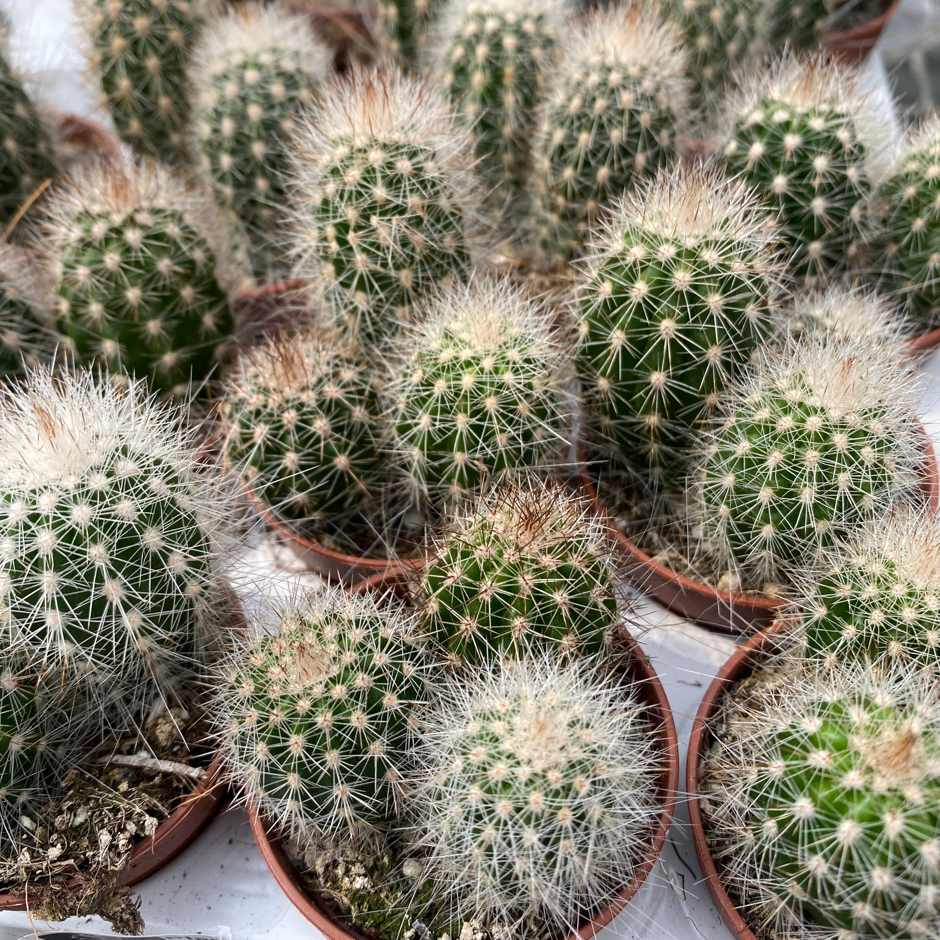 Thrixanthocereus blossfeldiorum - cactus cu flori mari