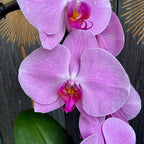 Phalaenopsis Pink Naomi (fiori XL)
