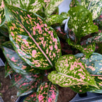 Aglaonema 'Pink Leopard'