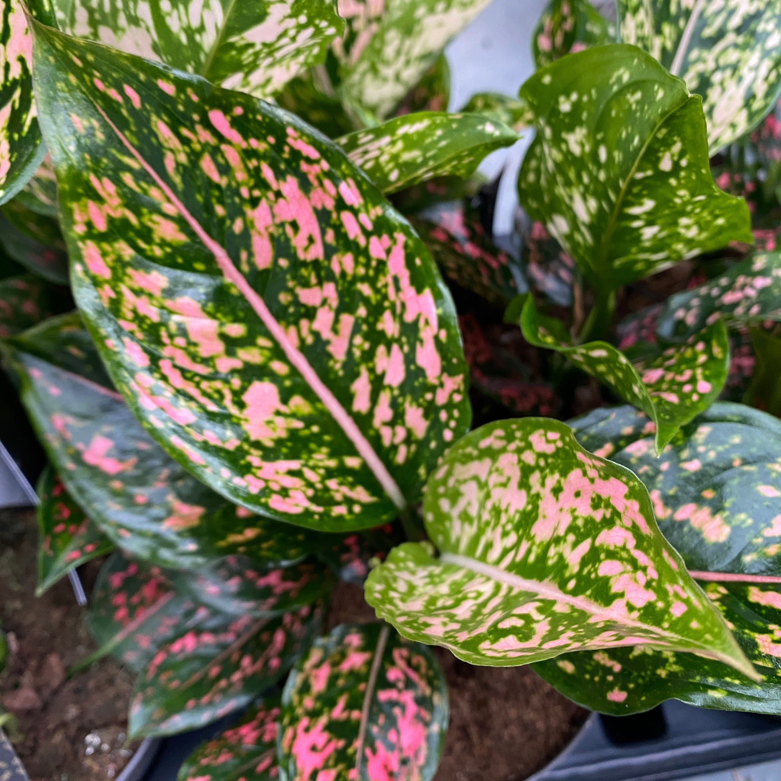 Aglaonema 'Pink Leopard'