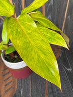 Philodendron 'Painted Lady' - 2 plante/ghiveci