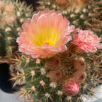 Notocactus x subluteus (submammulosus x roseoluteus)