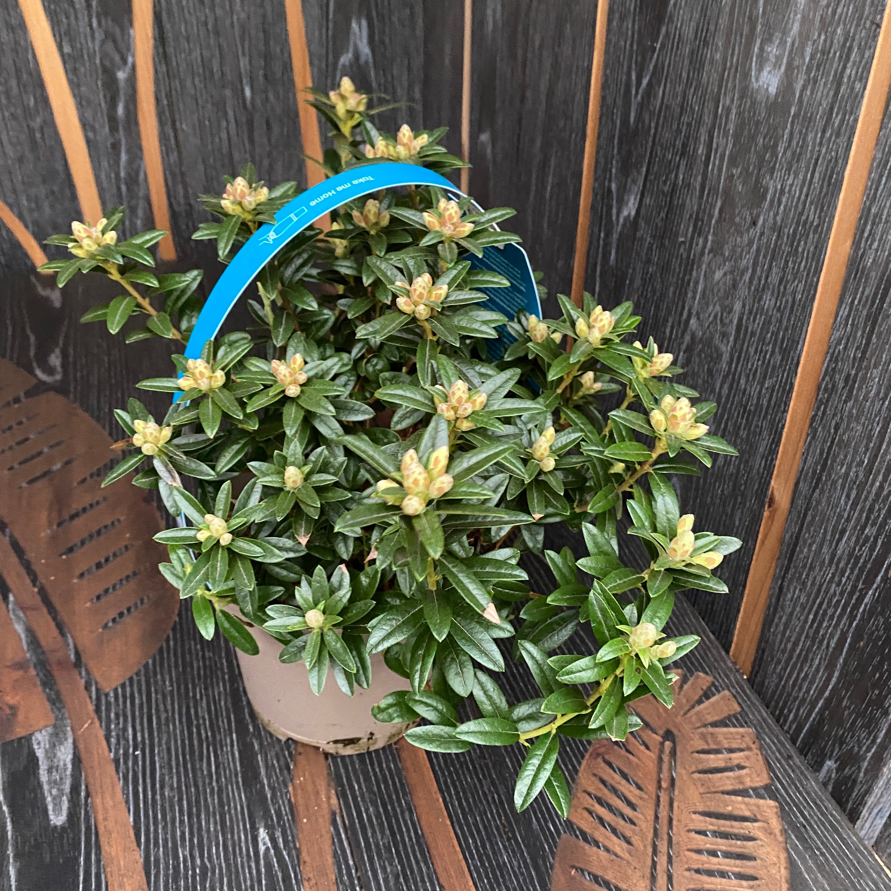 Rhododendron 'Arctic Tern' - zahradní azalka