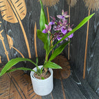 Zygopetalum parfumat ZYGO30