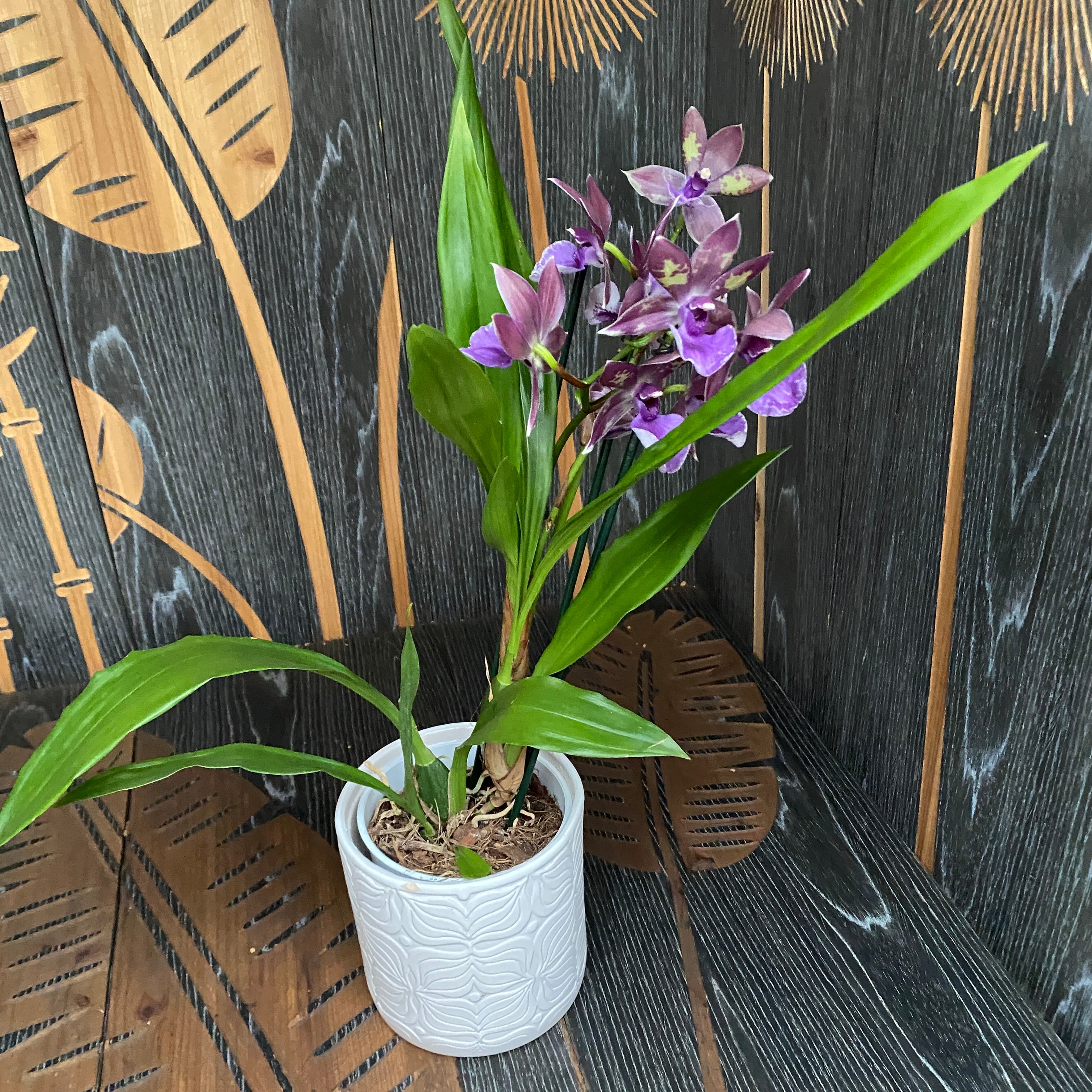 Zygopetalum parfumat ZYGO30