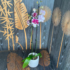 Phalaenopsis 'Miki Dancer' big lip