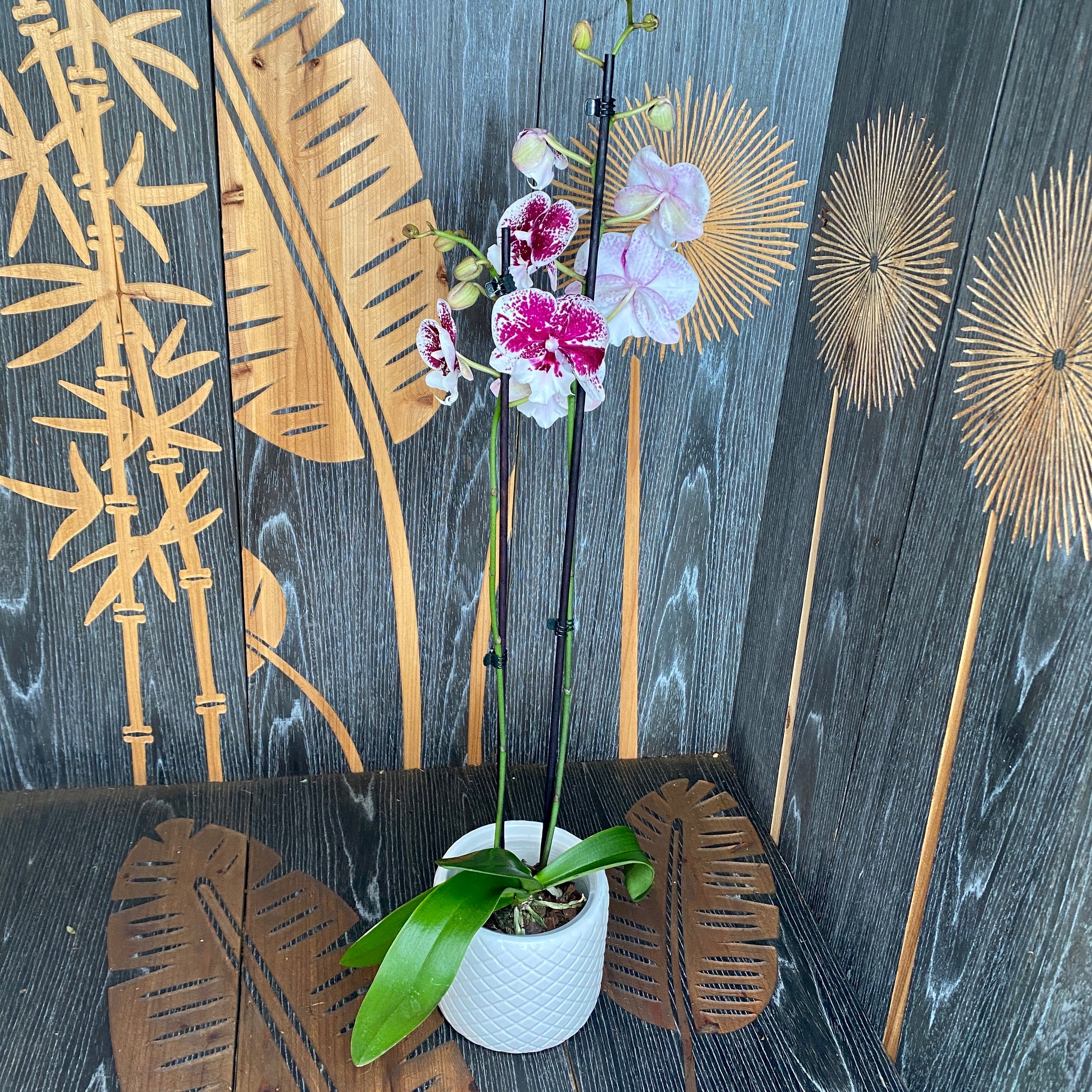 Phalaenopsis 'Miki Dancer' big lip