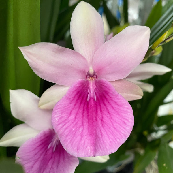 Miltonia Honolulu Dark Lip (regnelii) – entwickelte Exemplare