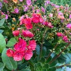 Lewisia 'Mountain Dreams' mix - rezistenta si deosebit de frumoasa