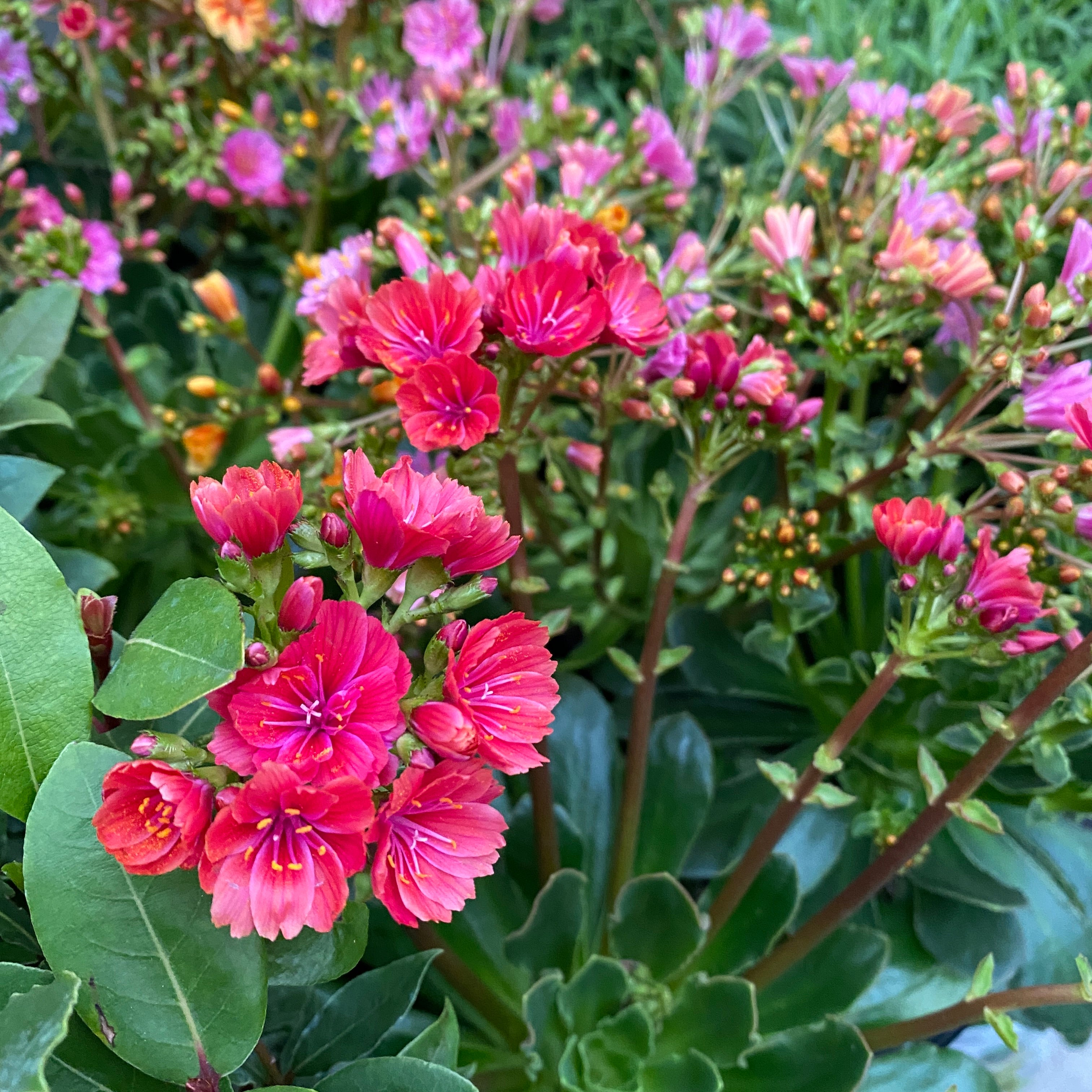 Lewisia 'Mountain Dreams' mix - rezistenta si deosebit de frumoasa