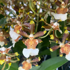 Colmanara tropic Jungle *pachnąca