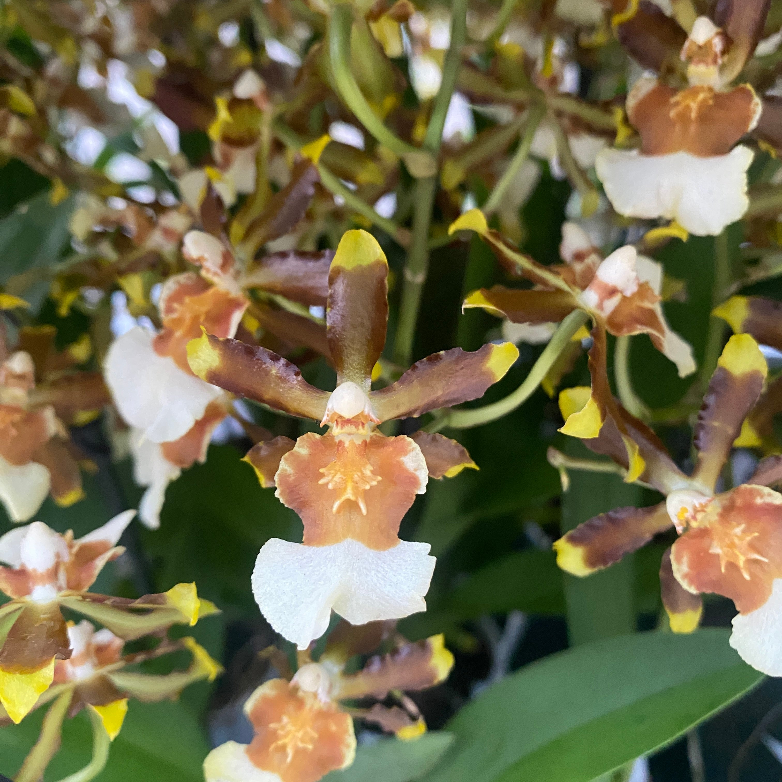 Colmanara tropic Jungle *parfumata