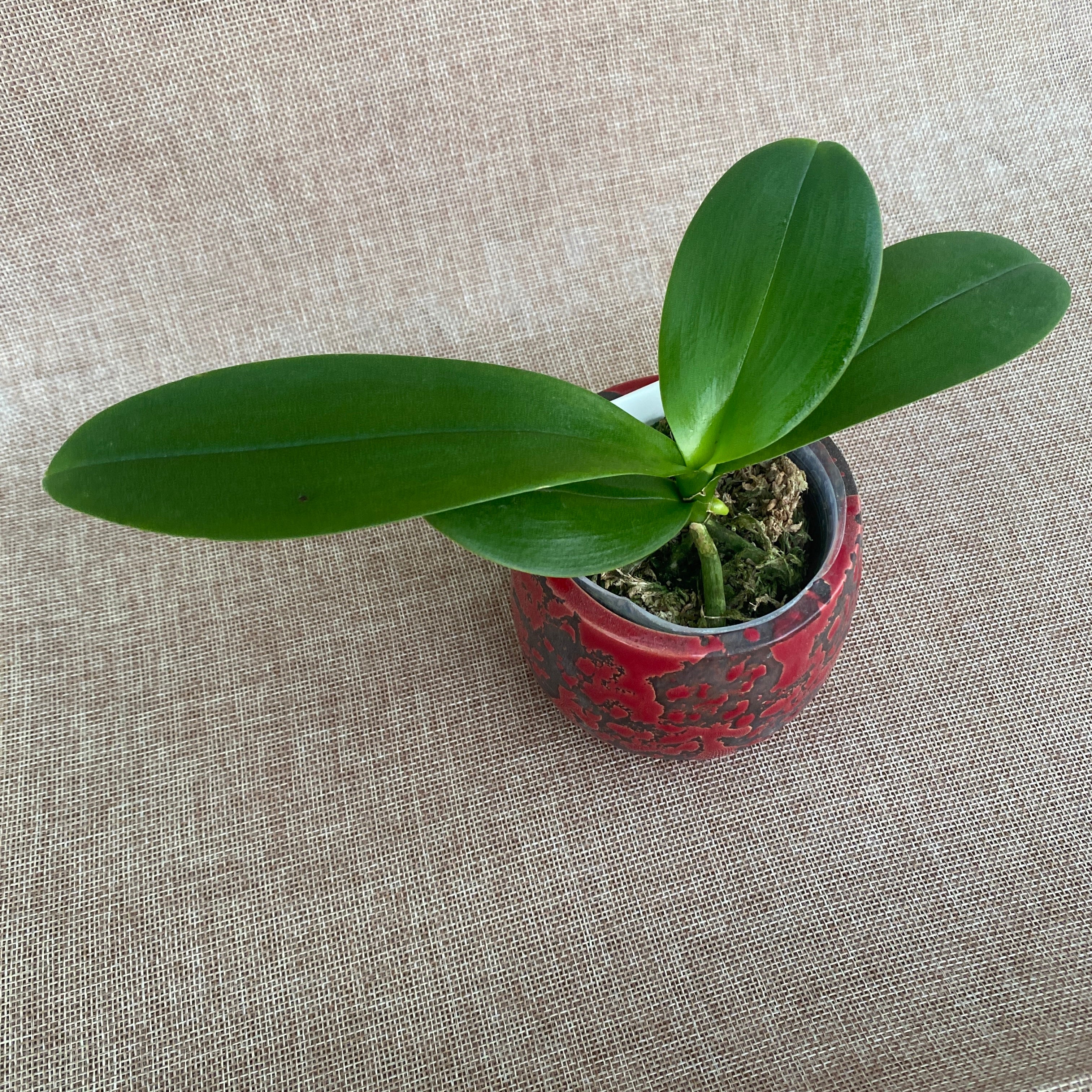 Phalaenopsis (Zuma Pixie × Taida Pearl) 'ES-1'