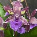 Zygopetalum parfumat ZYGO30