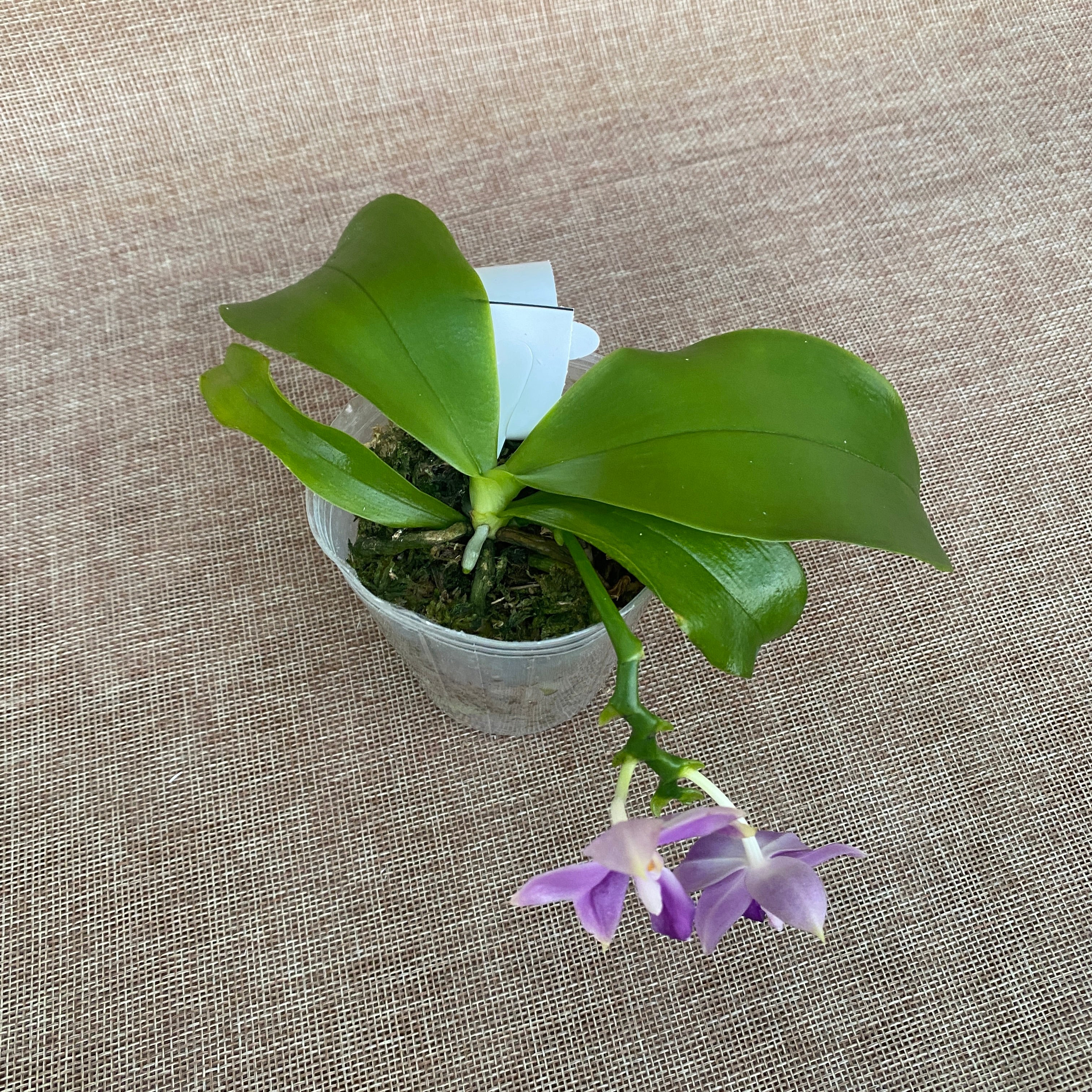 Phalaenopsis Yaphon All Friends '723'