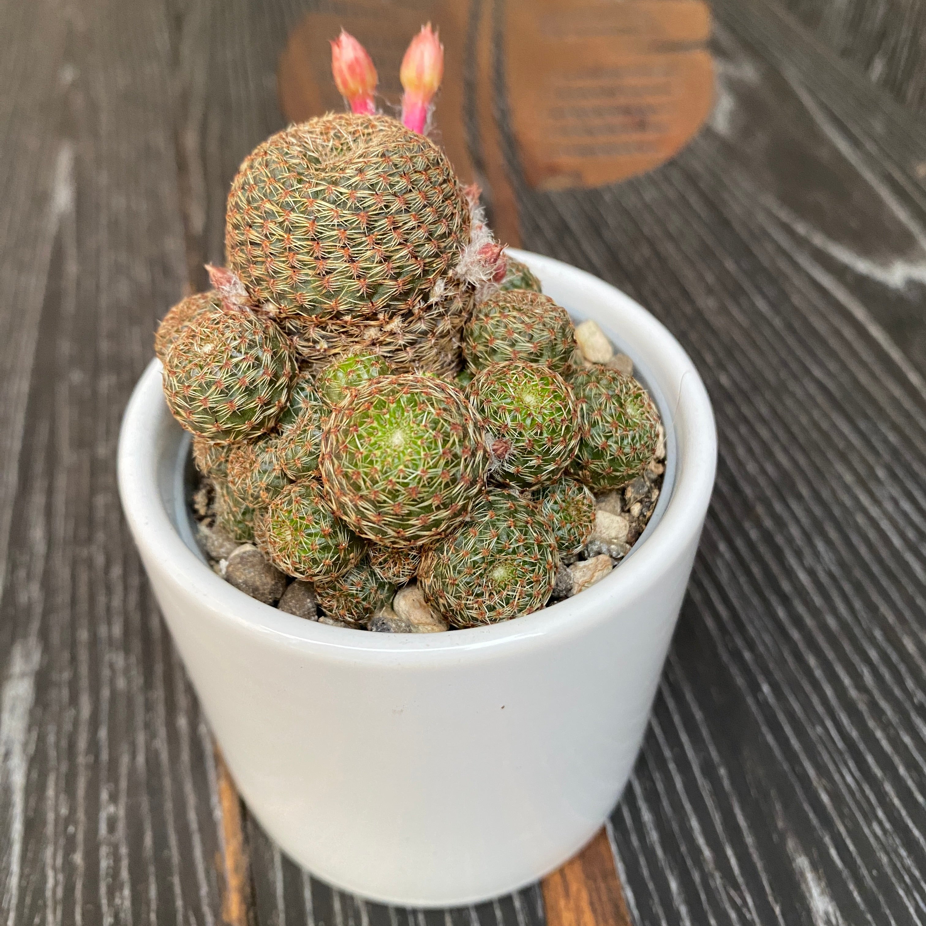 Sulcorebutia Heliosa