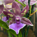 Zygopetalum parfumat ZYGO30