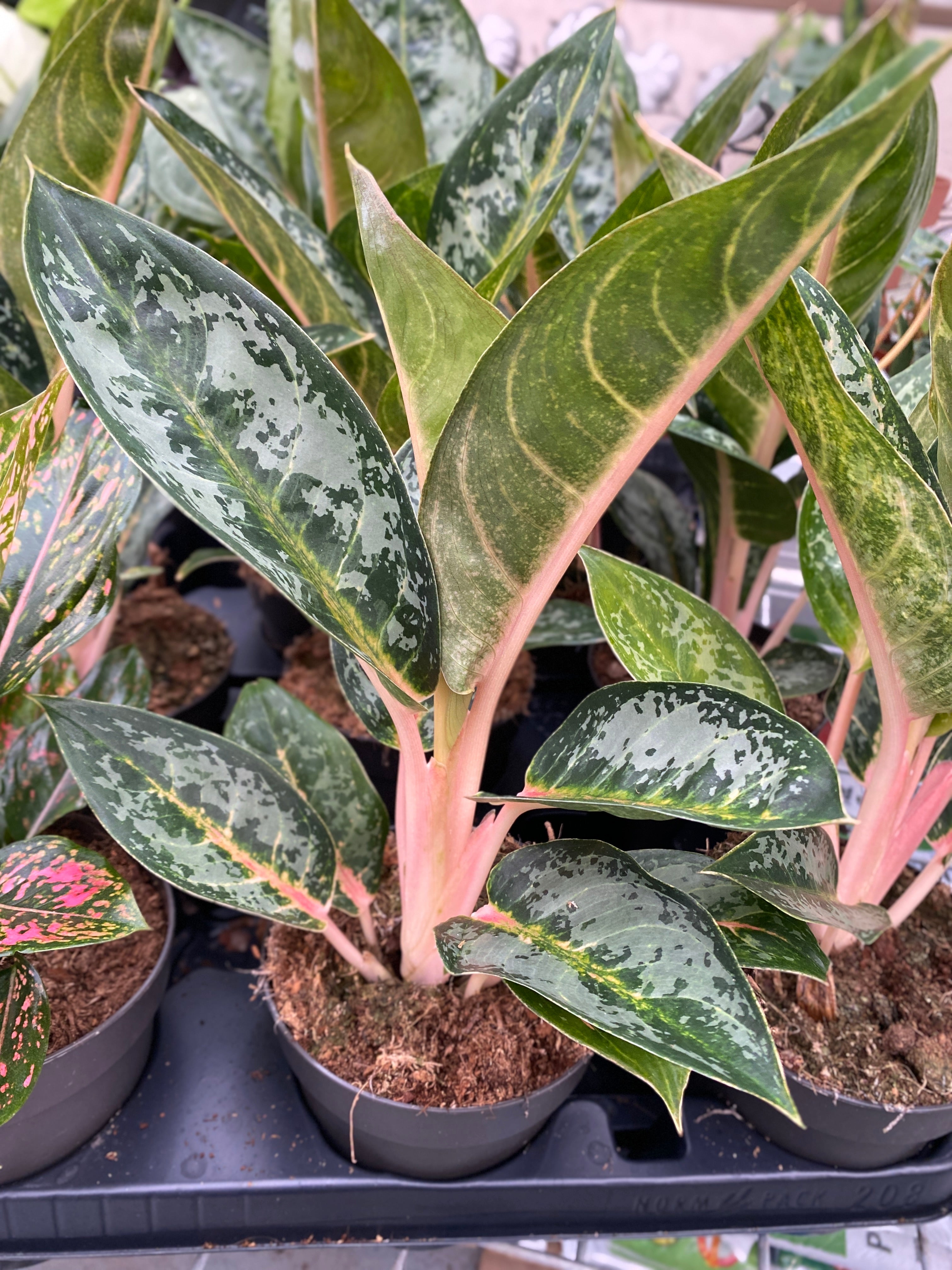 aglaonema de fuego Aglaonema 'Orange Flame' – explosión tropical de colores cálidos y vib – Secret Garden Plant Shop