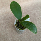 Phalaenopsis stuartiana var. nobilis mirisna