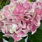 Hortensie Hydrangea double color
