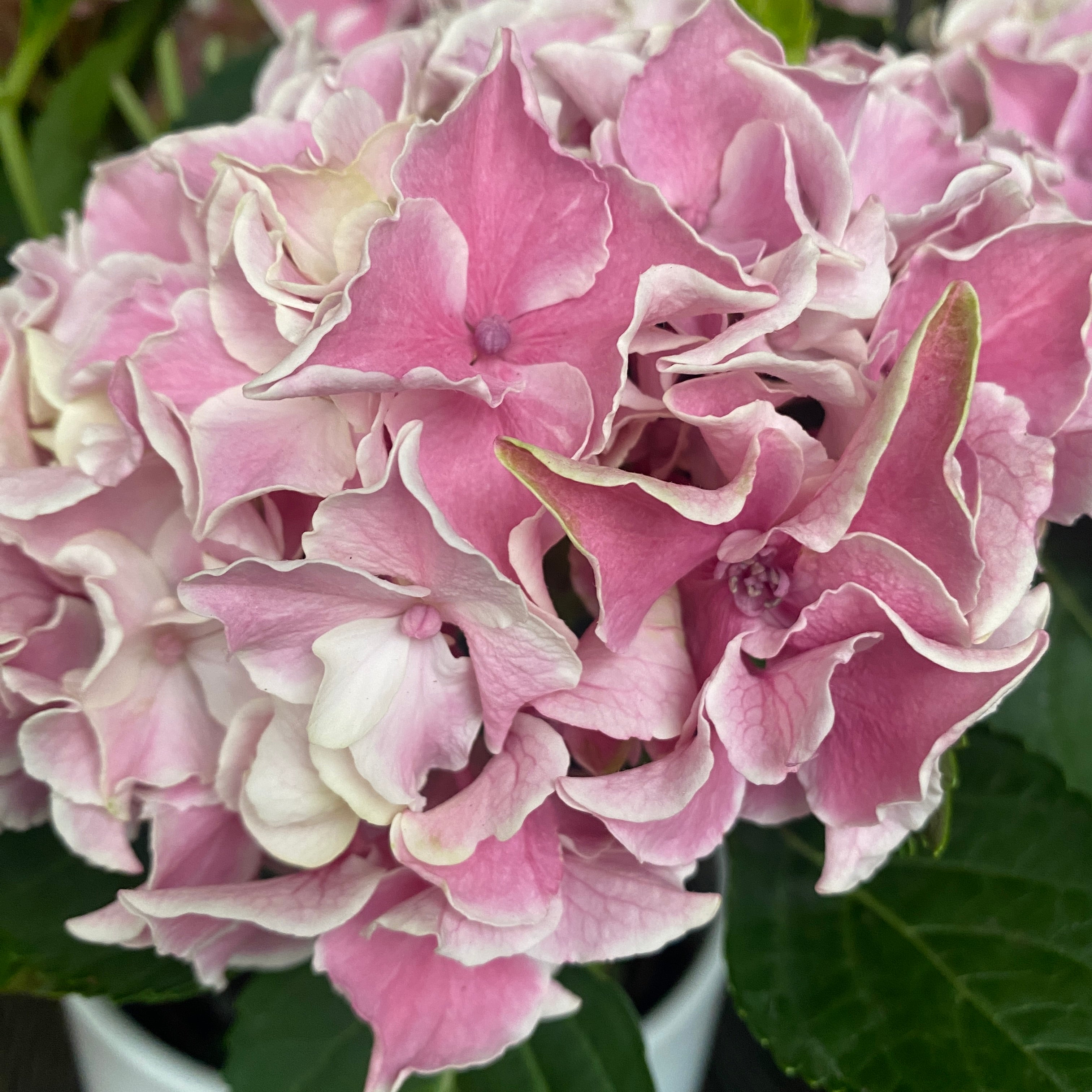 Hortensie Hydrangea double color