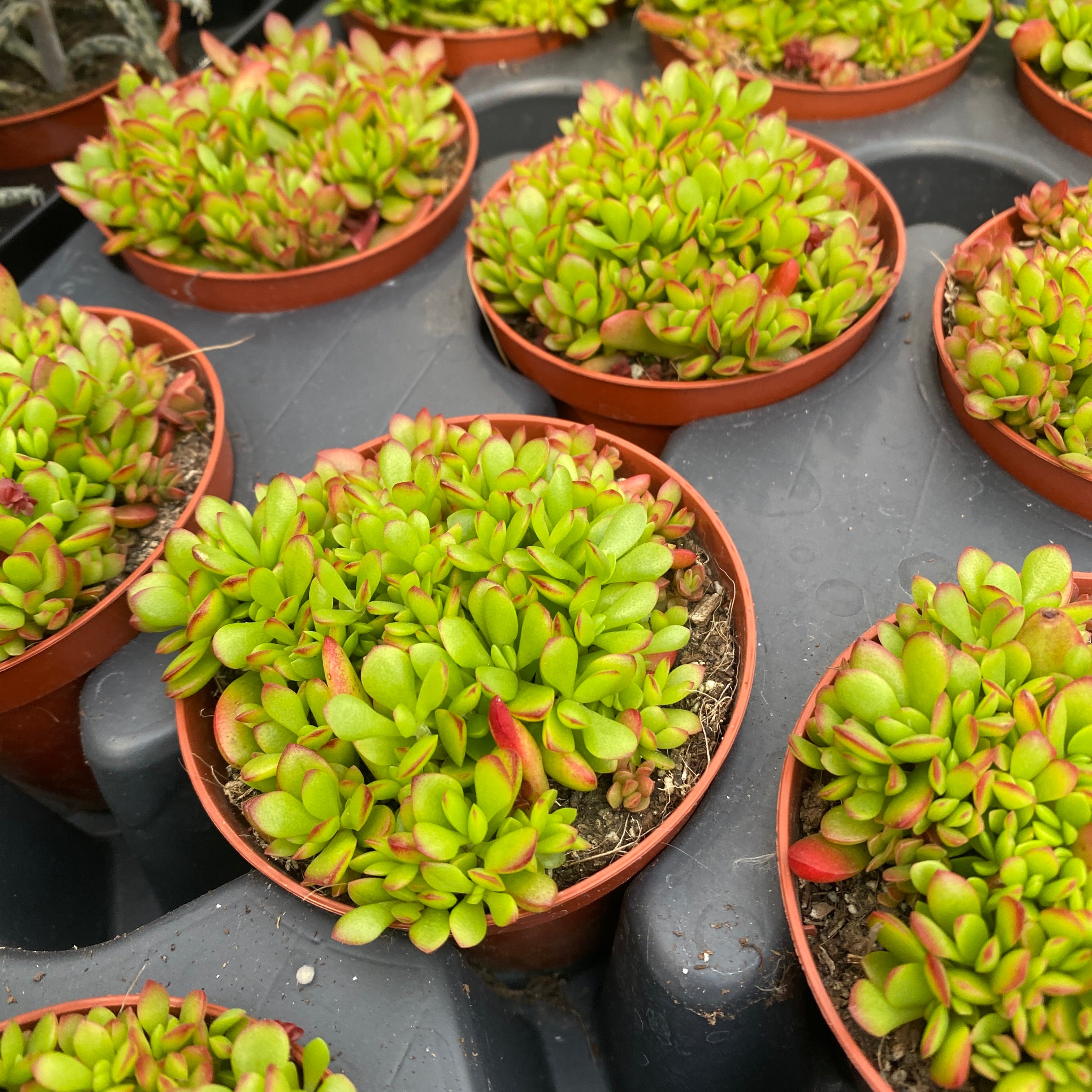 Crassula Radians