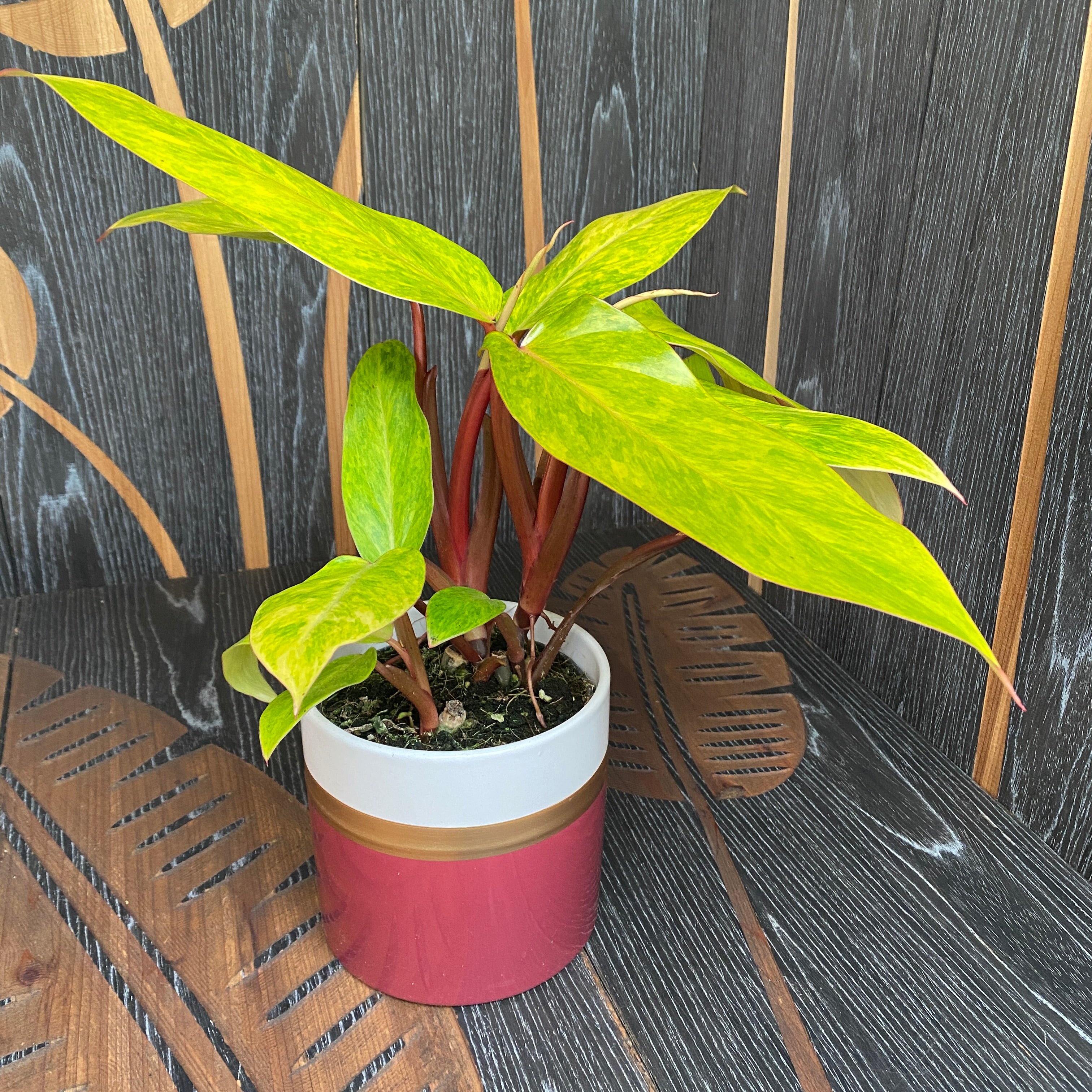 Philodendron 'Painted Lady' - 2 plante/ghiveci