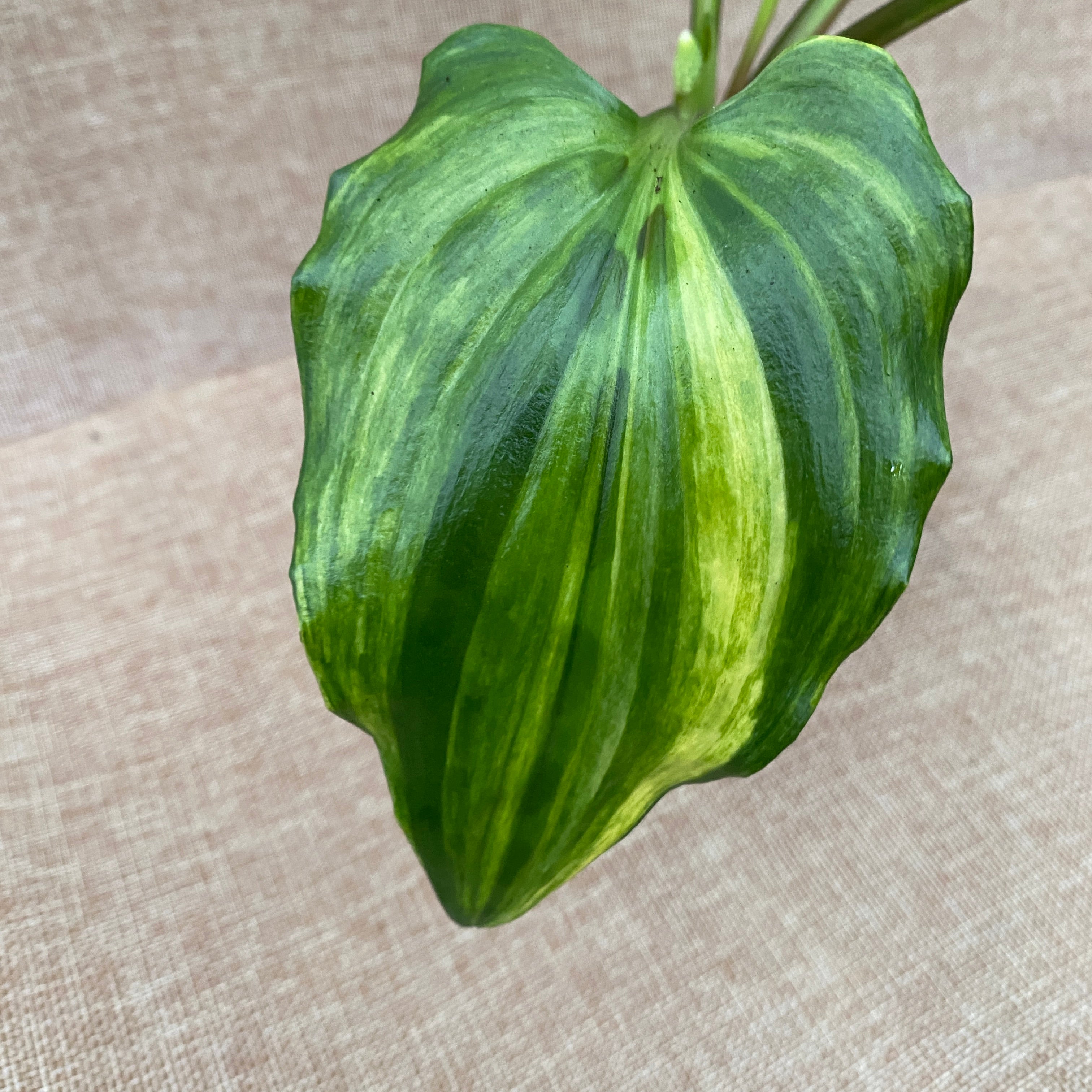 Drimiopsis maculata 'Variegata' (Leopard Plant)
