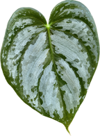 Philodendron brandtianum (Filodendron srebrzysty)