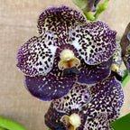 Vanda Oncelot Moca (Ansu)