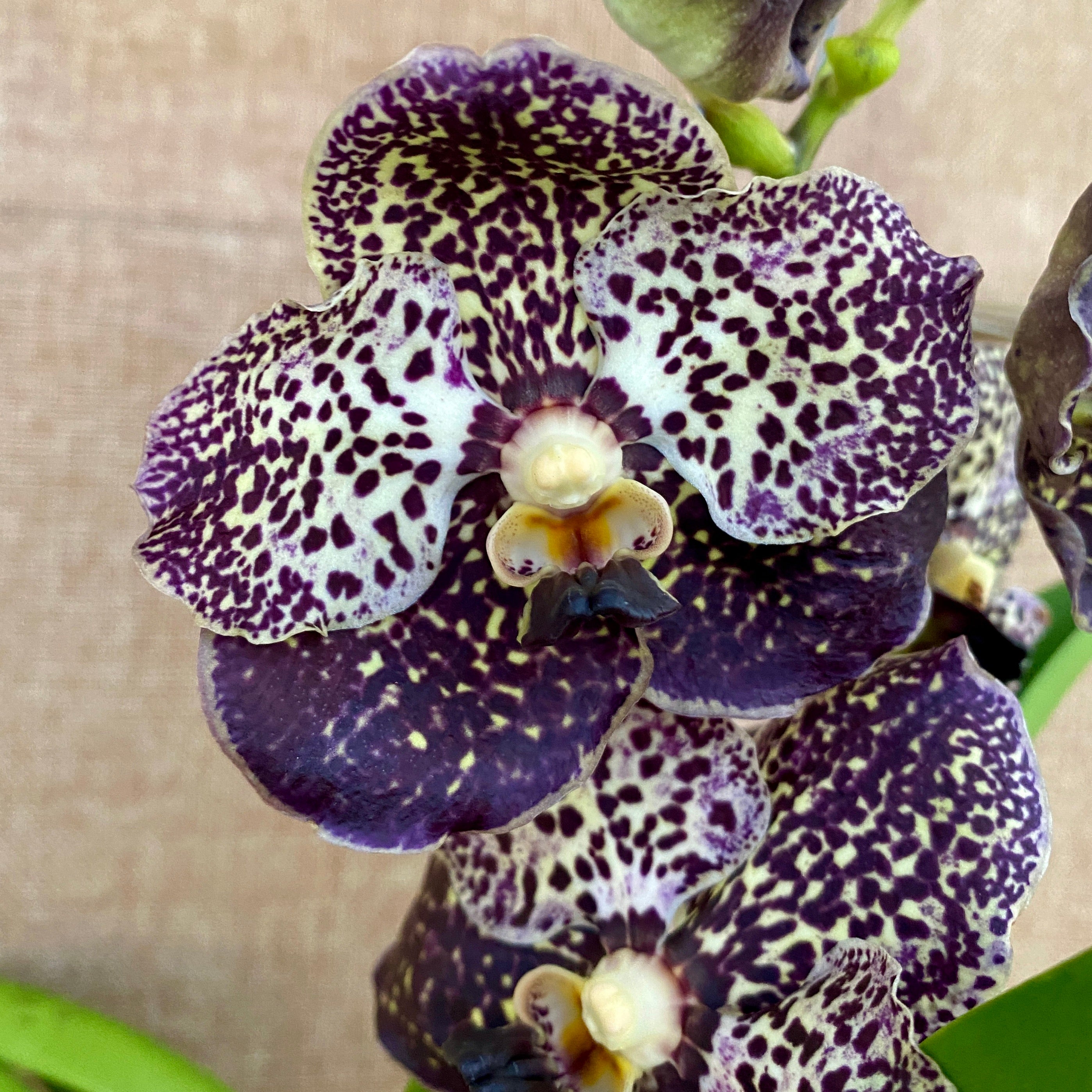 Vanda Oncelot Moca (Ansu)