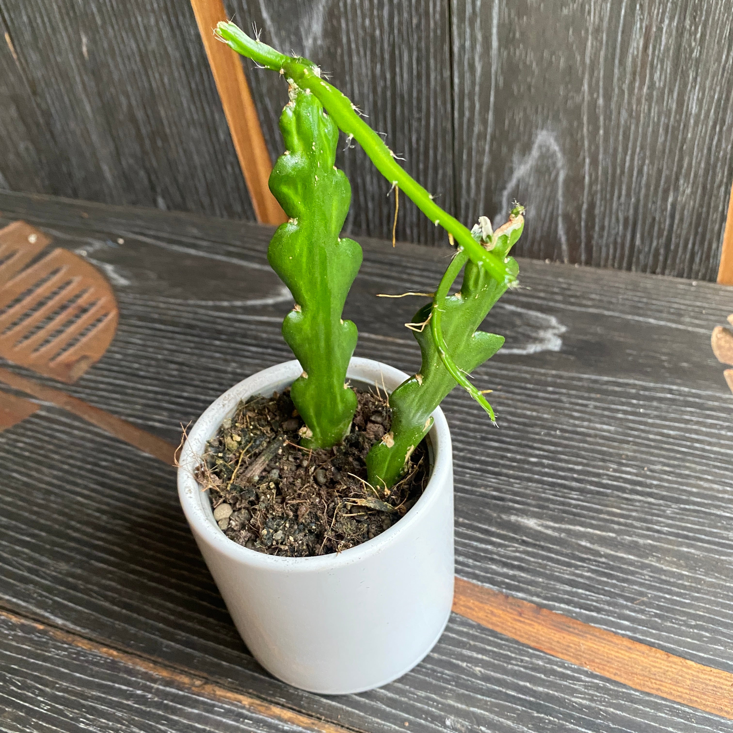 Selenicereus anthonyanus (Cryptocereus anthonyanus)