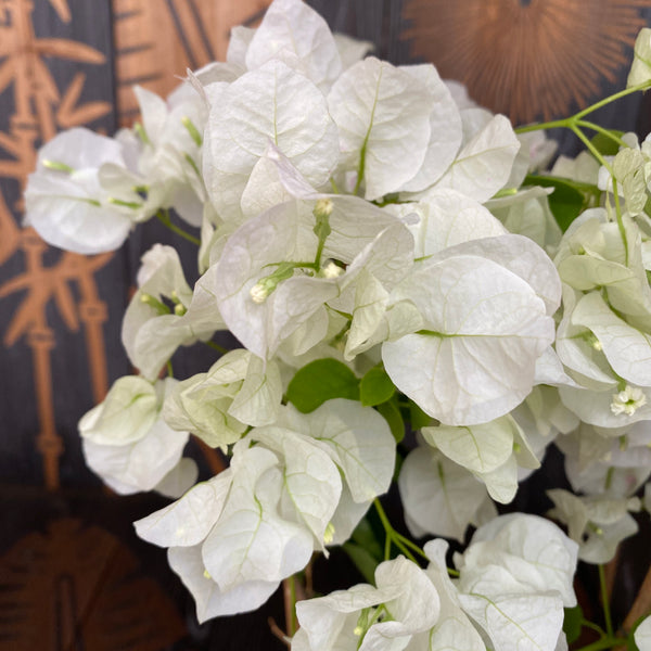 Bougainvillea 'White' - The white paper flower